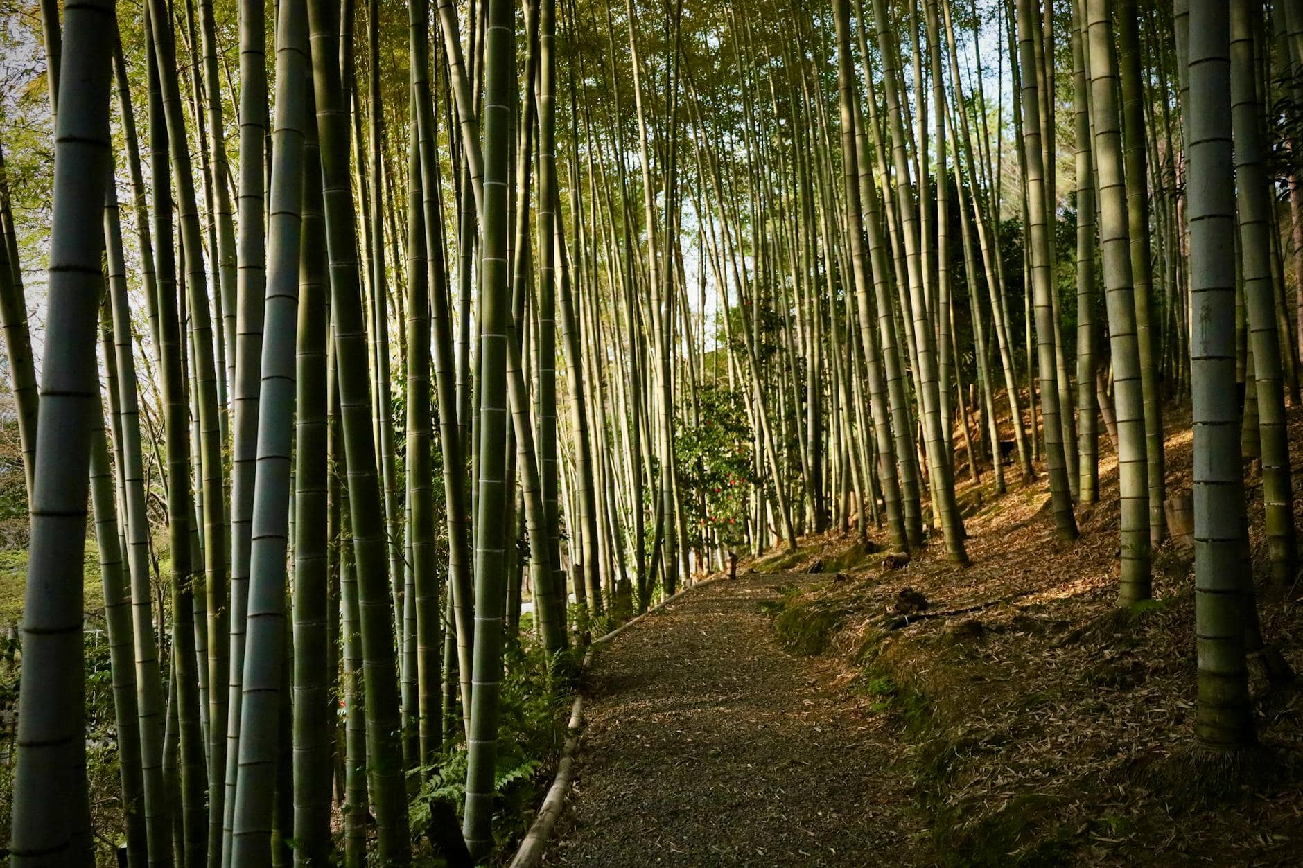 What if DAOs Drew Inspiration from a 1,300-Year-Old Japanese System?